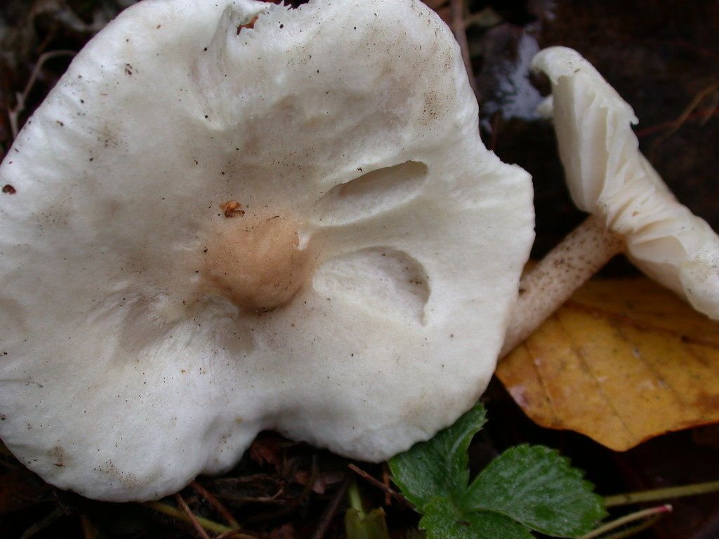 Ti mancava il ... QUIZ !!!